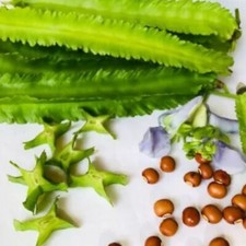 Premium Winged Bean 30 seeds- Nutrient-Rich and Versatile Plant vegetable seed