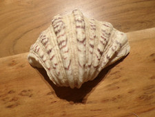 Ancien coquillage bénitier déco bord de mer