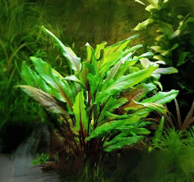 1 Plant Crypt Green (Cryptocoryne wendtii  Green )   Live Aquarium & Pond Plant