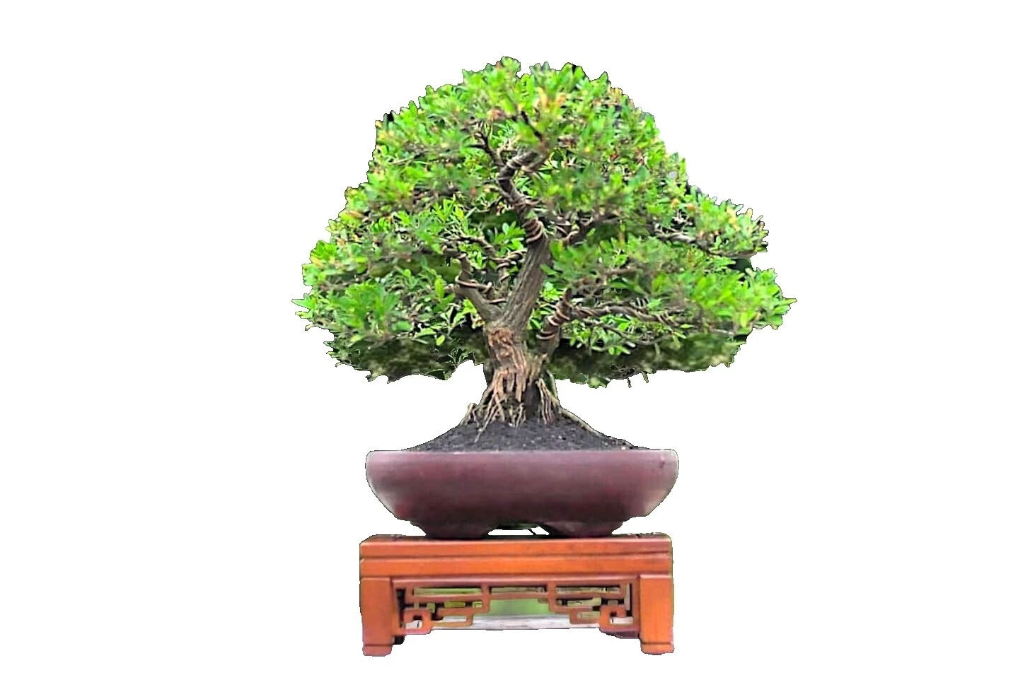 Medio tropical regar las plantas, semillas y bulbos