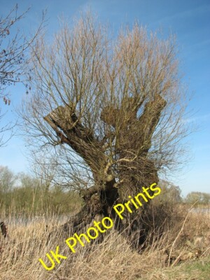 Foto 6x4 Pollardierte Weide neben dem Weg entlang Flottendeich Pilson grün c2015
