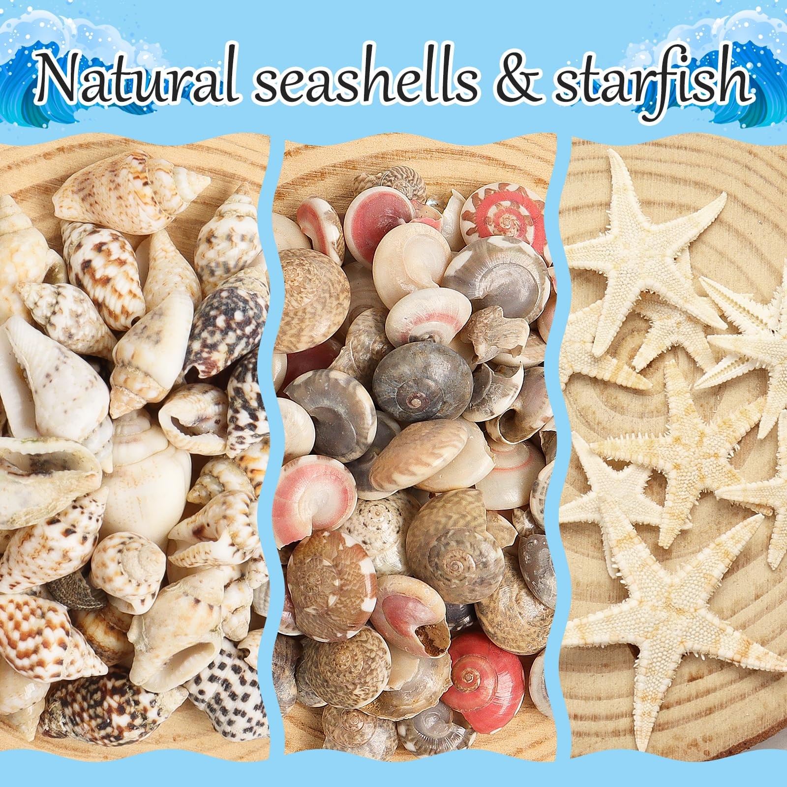 2000 PCS Tiny Sea Shells Mini Shells for Crafting & 20 Small Starfish ...