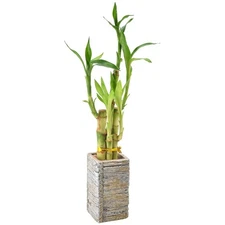5-Stem Lucky Bamboo, Live Indoor Plant in Aged Wood Planter for Home, Work, or