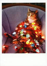 Cat on Chair Wrapped in Light String Funny Box of 10 Christmas Cards