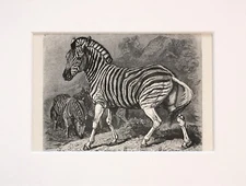 ZEBRA Animal Print - 1893 Mounted Antique Black & White Engraving