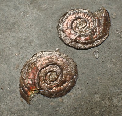 Großer irisierender doppelseitiger Psiloceras Ammonit Display Fossil