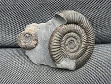 Double Dactylioceras sp Fossil Ammonite, Jurassic, Whitby, Yorkshire, England