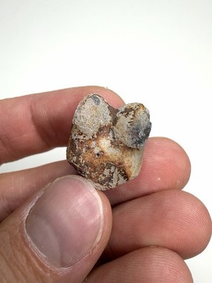 Ornithomimid Toe Bone (IV-3) - Two Medicine Formation, Montana