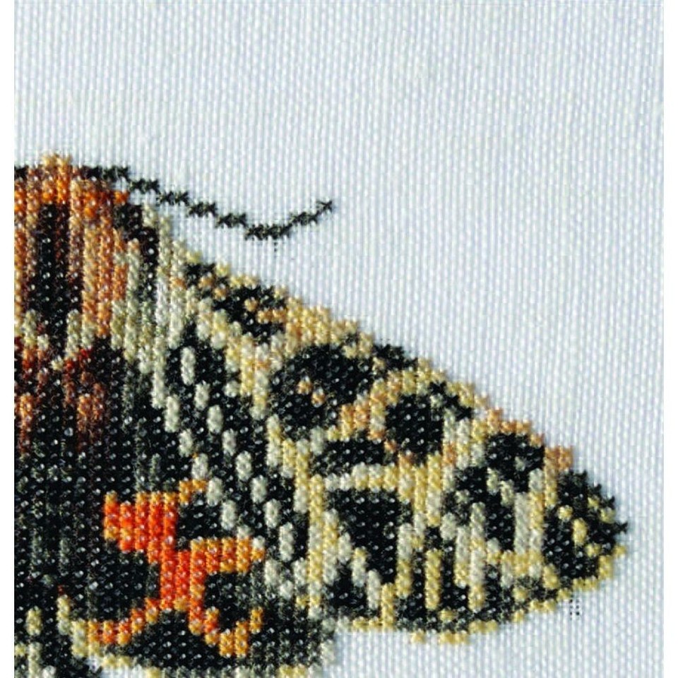 Kit a punto croce Farfalla Di Notte Tigre 569A thea gouverneur Aida eBay
