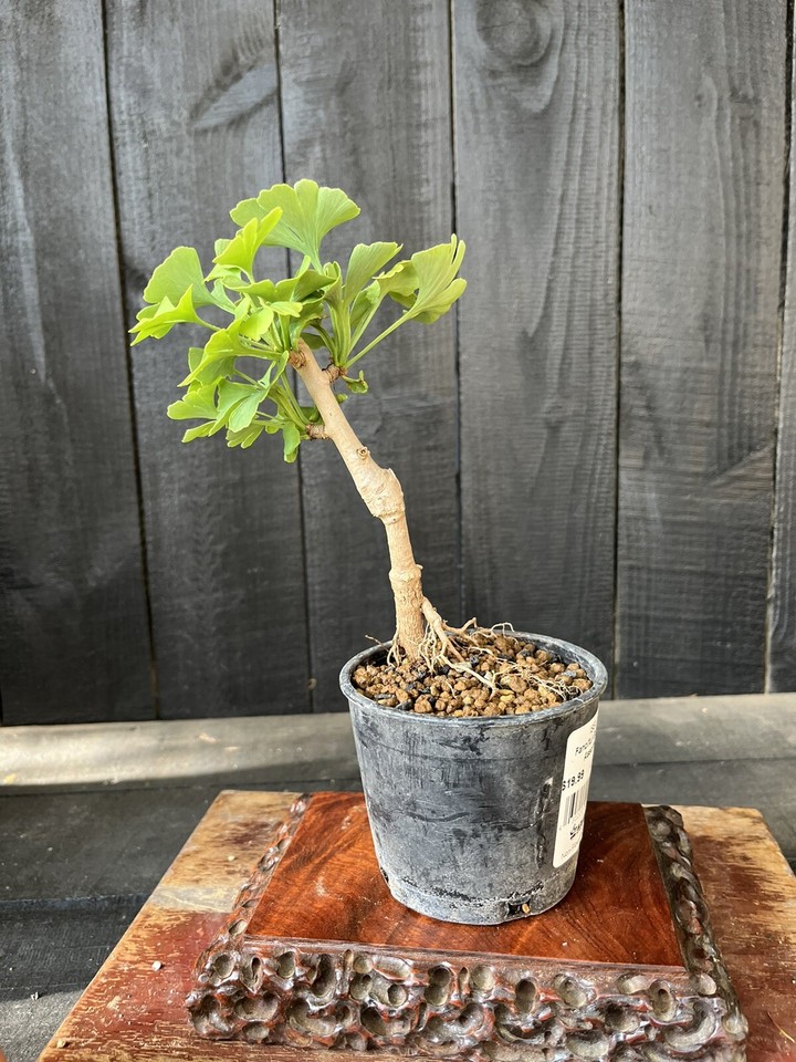 Gingko Biloba for mame shohin bonsai tree ‘troll! eBay