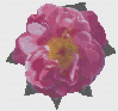 Kreuzstichmuster Von Florashell - Offene Rosa Rosenblüte