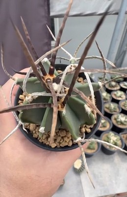 RareSucculent Plant Astrophytum capricorne OwnRoot WYSIWYG Boutique