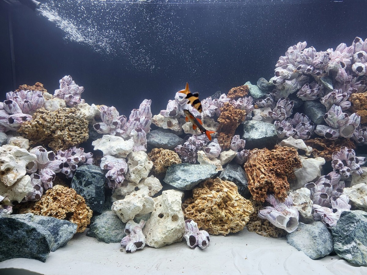 cichlid fish tank accessories COOSPIDER Betta Leaf Pad Hammock Aquarium Decoration Fish Supply AG Be sure ornaments are the appropriate size for your fish Aquarium Floating Cave And Feeding