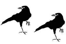 Crow Raven Blackbird TWO Pack Black Vinyl Decals for Windows Cars Trucks