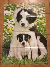 Medizini Poster, Hundewelpen Border Collie und Jack Russell Terrier, 3/ 2012