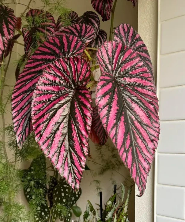 Begonia Brevirimosa Exotica Red Live Plant - 4-6" Tall - Exotic Foliage - Image 4 of 4