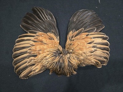 Ginger Brown Hen Wings Craft Art fly tying soft hackle feathers Taxidermy