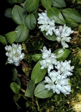 Orchid Species Dendrobium leucocyanum
