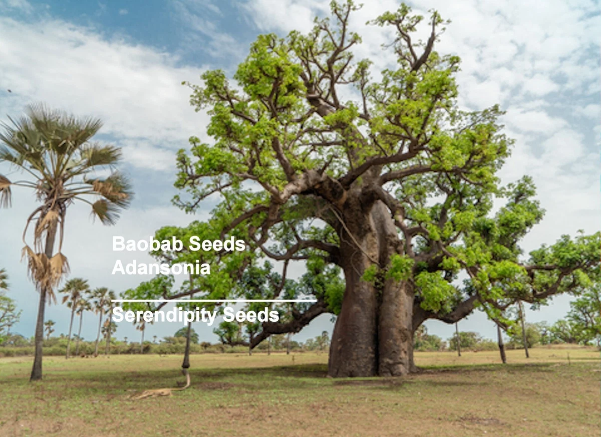 Baobab Tree Seeds for sale - eBay