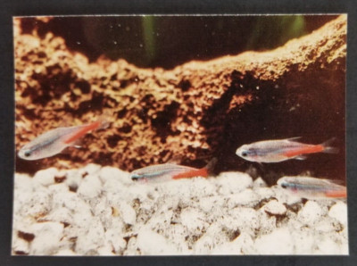 Neon Tetra 1990's Tropical Fish Card #57 (NM)
