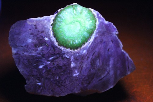 Cono de pino petrificado mitad en matriz (fluorescente)- Patagonia, Argentina - Imagen 2 de 2