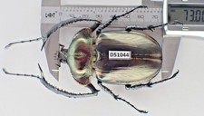 Cheirotonus for collectors | large Euchiridae