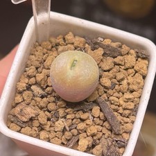 Exact Plant，1pc Conophytum Subfenestratum，Succulent Plant