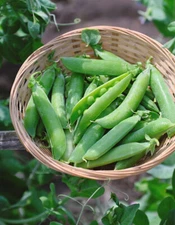 25 Burpee - Cascadia Sweet Pea Seeds – Sweet and Crisp Garden-Fresh Peas