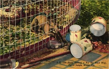 FLORIDA Miami Parrot Jungle Zoo Monkey Susie FL Vintage Postcard