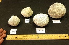 Whole Guaranteed Hollow Utah Dugway Quartz Agate Geode Thundereggs, Fluorescent!