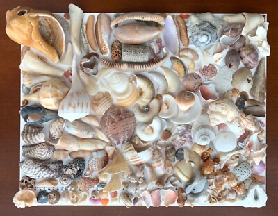 196 Natural Shell Seashell Fragments beach craft art frame mixed media USA