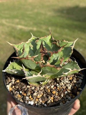 Agave Titanota ''Crab'' seed grown Succulent live plants 