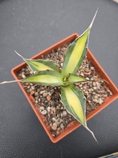 Agave horrida variegata mediopicta variegato cactus