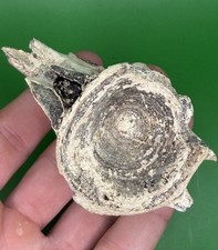 Carolina Fossil Whale Dolphin Fish Vertebrae Marine Mammal Miocene Megalodon Era