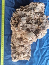 Enorme Lastra Di Conchiglie Pecten Eocene 