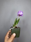 NEW! Unreleased 2027 Cattleya (Lctna. Peggy San x Slc. Katherine Clarkson) 11554 — photo 6