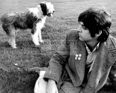 PAUL McCARTNEY WITH HIS BELOVED ENGLISH SHEEPDOG ''MARTHA'' - 8X10 PHOTO (ZZ-704)