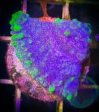 SAF~Purple Psammacora Coral Frag “WYSIWYG”, SPS, Live Coral Colony