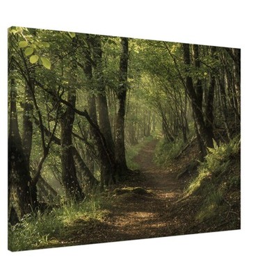 Wandbild Waldweg im Morgenlicht auf Leinwand