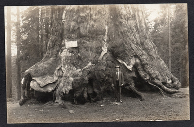 AK Kalifornien USA Yosemite Nationalpark Mammutbaum Grizzly Giant RPPC