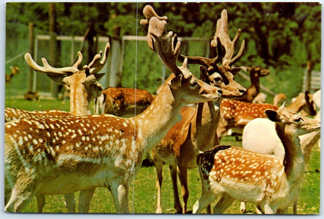 Fallow Deer, Trexler Lehigh County Game Preserve, Schnecksville