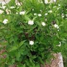 Picture 6 of 8