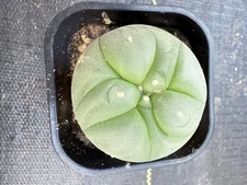 L- Fricii Beautiful Little Gem