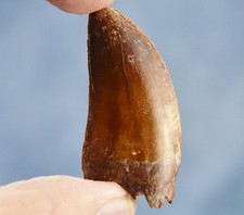 Large Carcharodontosaurus African T-rex Tooth 2.4