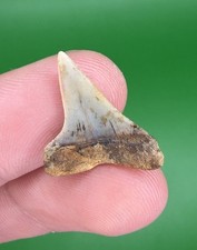 0.87” LESSER WHITE Mako Hastalis Fossil Shark Tooth from CA