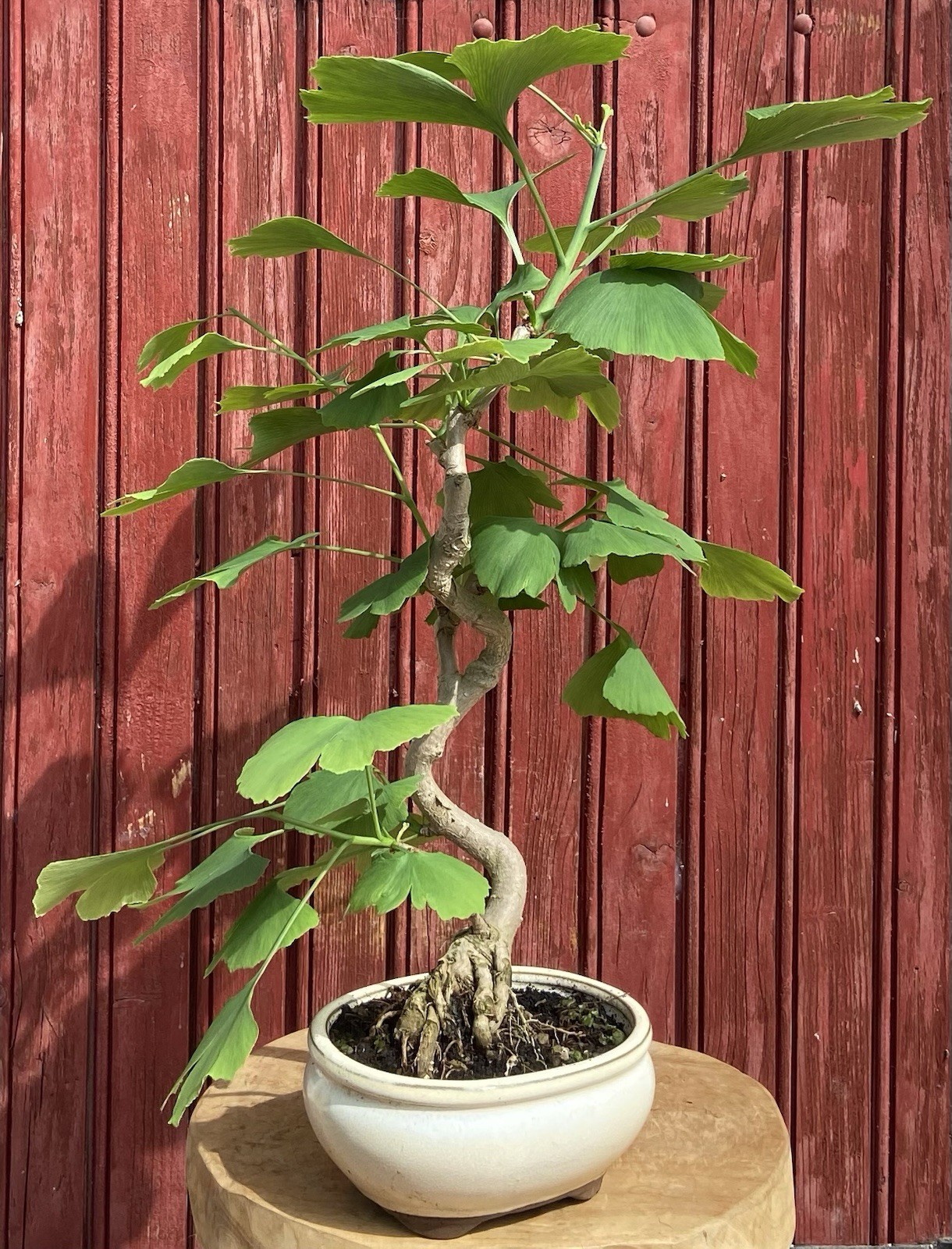 Ginkgo Biloba bonsaï 10 ans H42cm pour sublimer votre salon zen