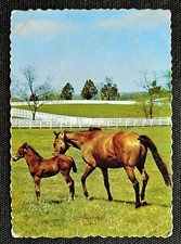 Pferdepostkarte, AK Pferde, Pferdepostkarten Korsch