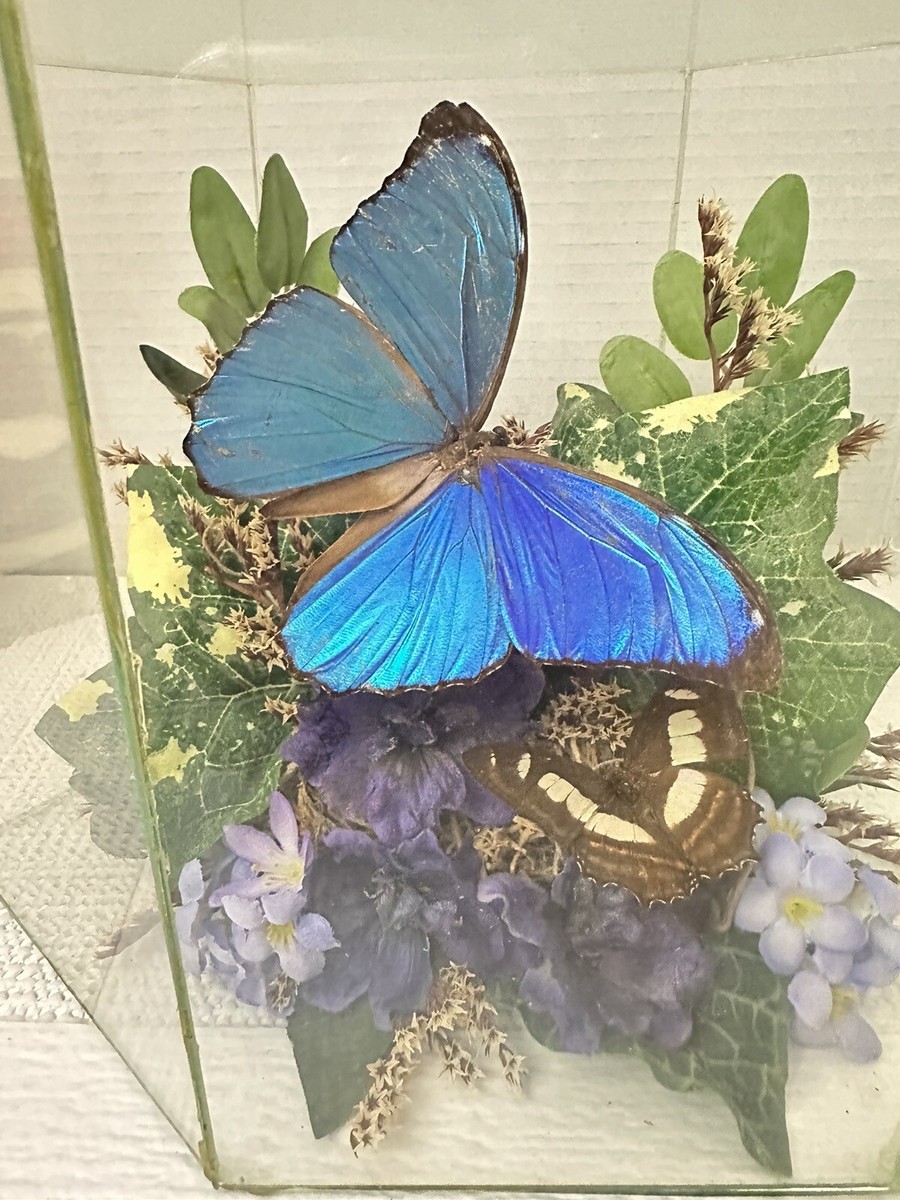 Boxed Glass Hex taxidermy Terrarium real butterfly specimens