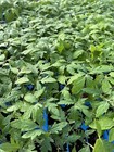 Lot of 3 BEEFSTEAK TOMATO LIVE PLANTS 6 to 10 inches 60 Days Old