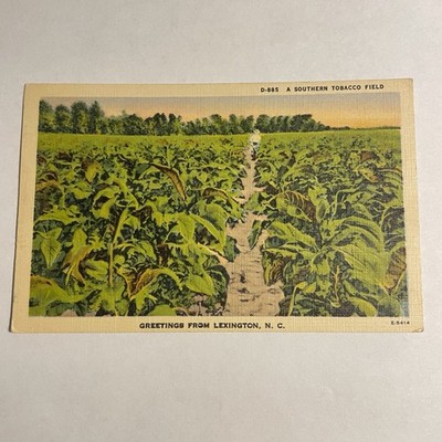Burley Tobacco Field Lexington Kentucky KY Postcard